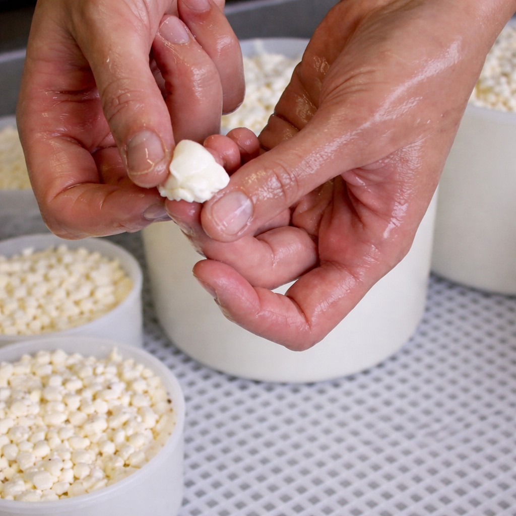 определение влажности сырного зерна - готовим качотту дома